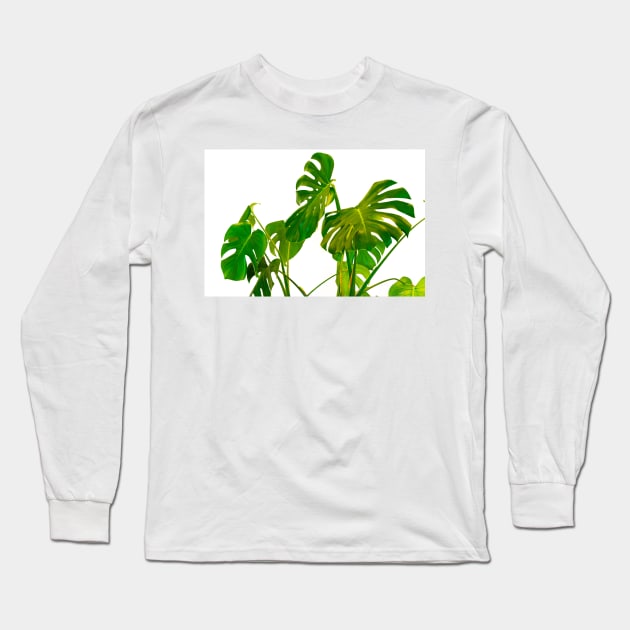Monstera  green leaves and stems in casual fashion selective isolated on white background. Long Sleeve T-Shirt by brians101